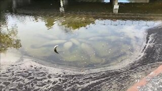 Trash crowds about a dozen manatees in Hillsborough River