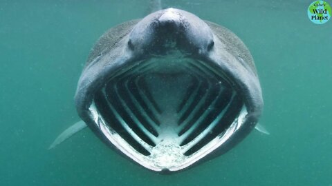 Basking Shark: The World's Second Largest Fish