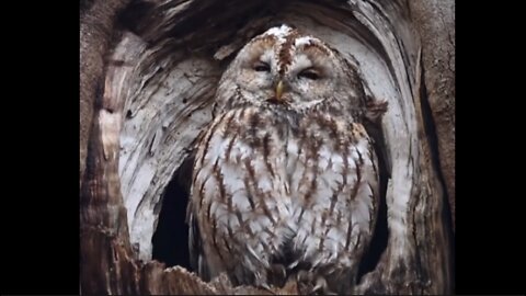 owl nesting in the tree