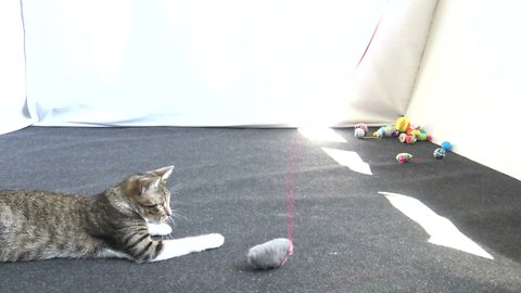 Little Cat and His Toy