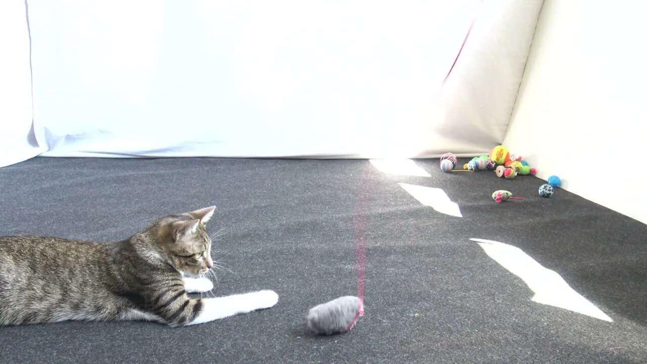 Little Cat and His Toy