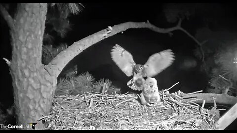 Mom Returns With a Rat Breakfast 🦉 3/28/22 04:21