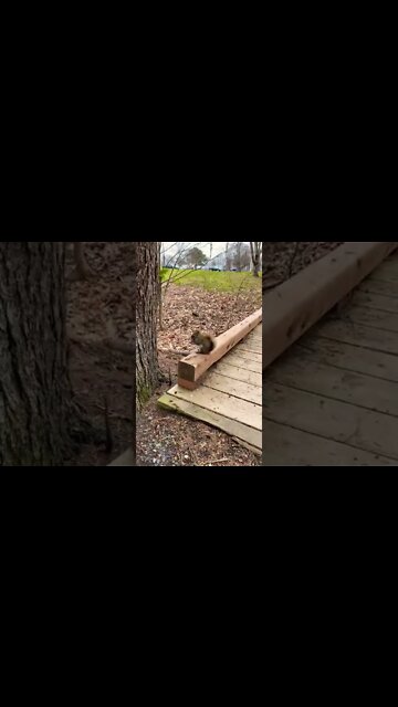 Hungry little squirrel on a trail