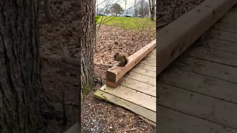 Hungry little squirrel on a trail