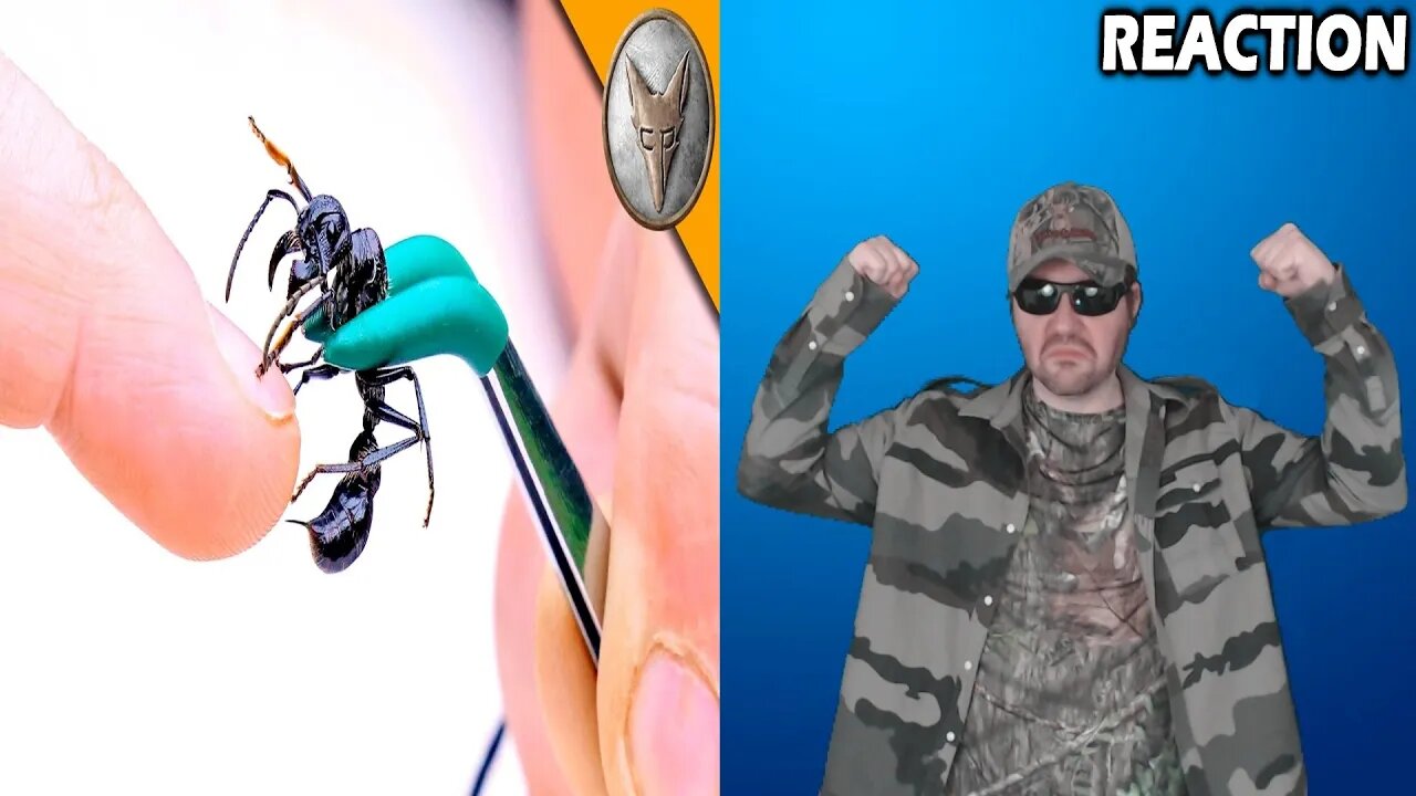 Stung By A Bullet Ant! (Brave Wilderness) REACTION!!! (BBT)