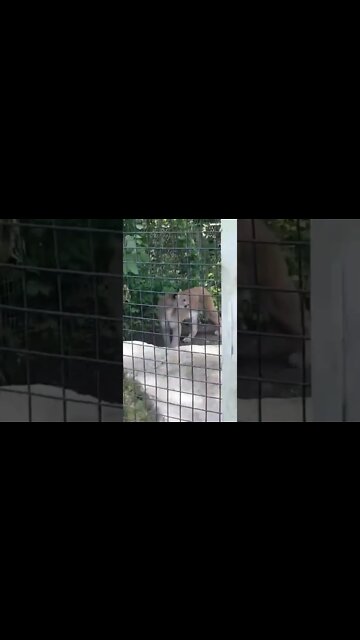 Big cats at Toronto Zoo