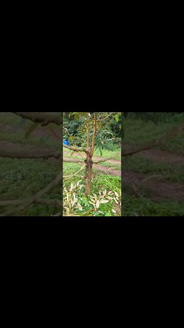 what happens if your durian tree snaps in half?