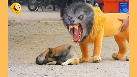 Troll prank dog funny & fake lion and fake tiger to dog & huge box prank to dog