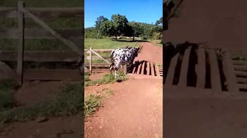 🐄 It's a Lot of Trickery for a Cow 🐮 #shorts