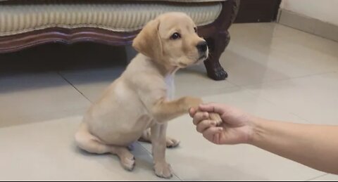 Labrador puppy baby dog training