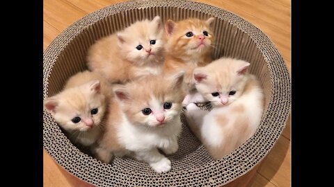 Kinds of cats