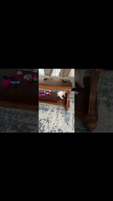 Best Funny Cat Videos| Try Not To Laugh| #shorts