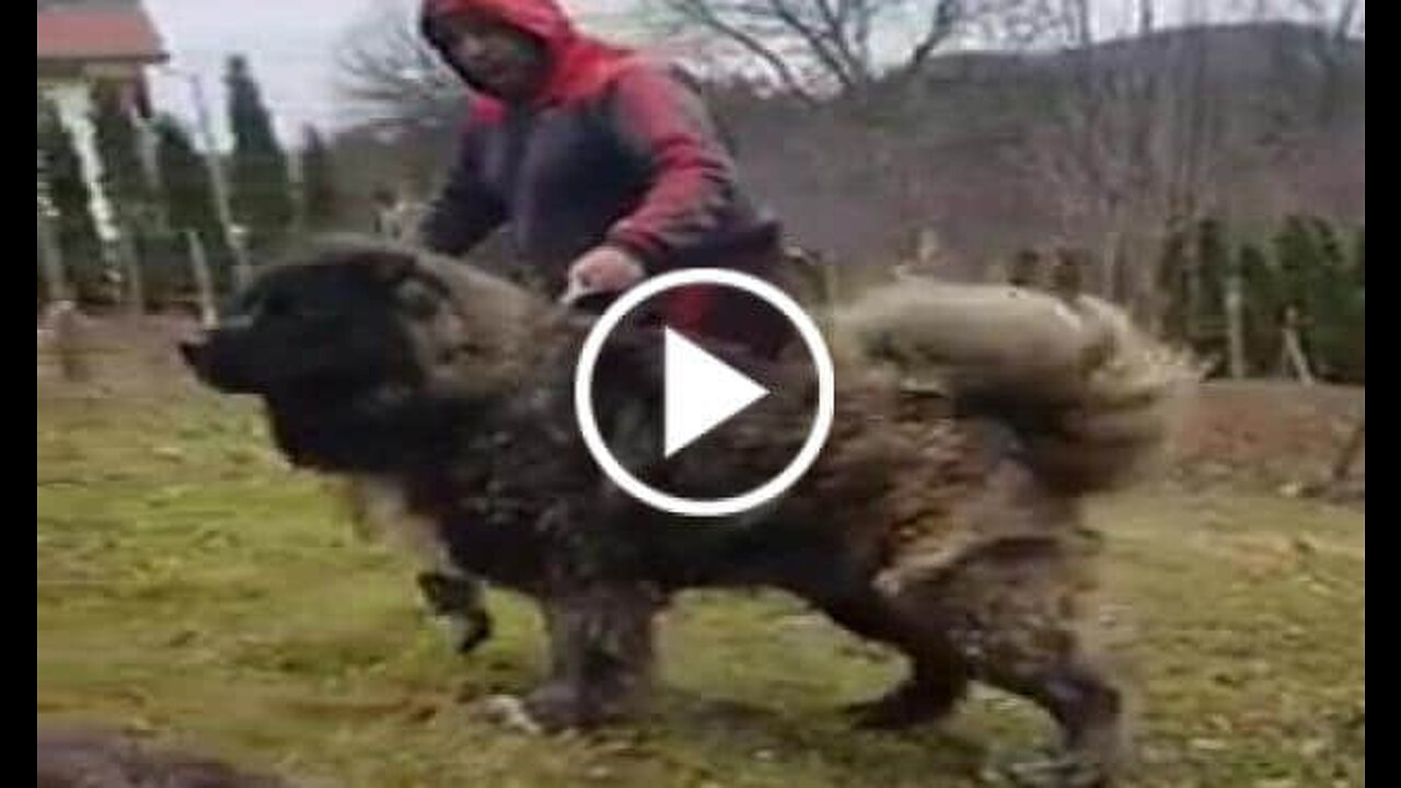 CaucAsian Shepherd Dog