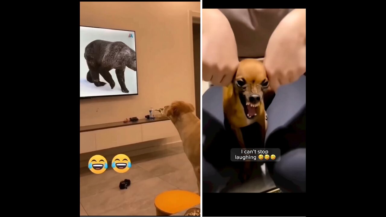 animal funny video 🤣🤣😅😅😅😂😂