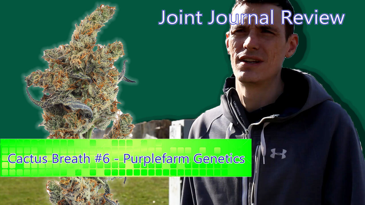 Kushector Joint Journal Review - Cactus Breath #6 by: Purplefarm Genetics