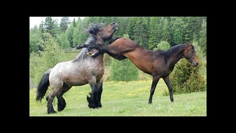 You Would Want a Horse after Finishing this Video - Funny and Cute Horses Videos Compilation