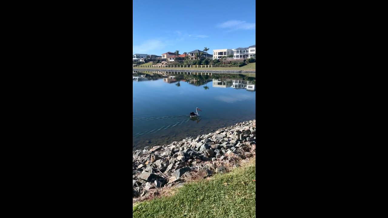 Pelican on the water at the Lake -