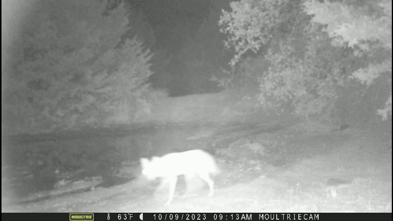 TrailCam ~ Coyote