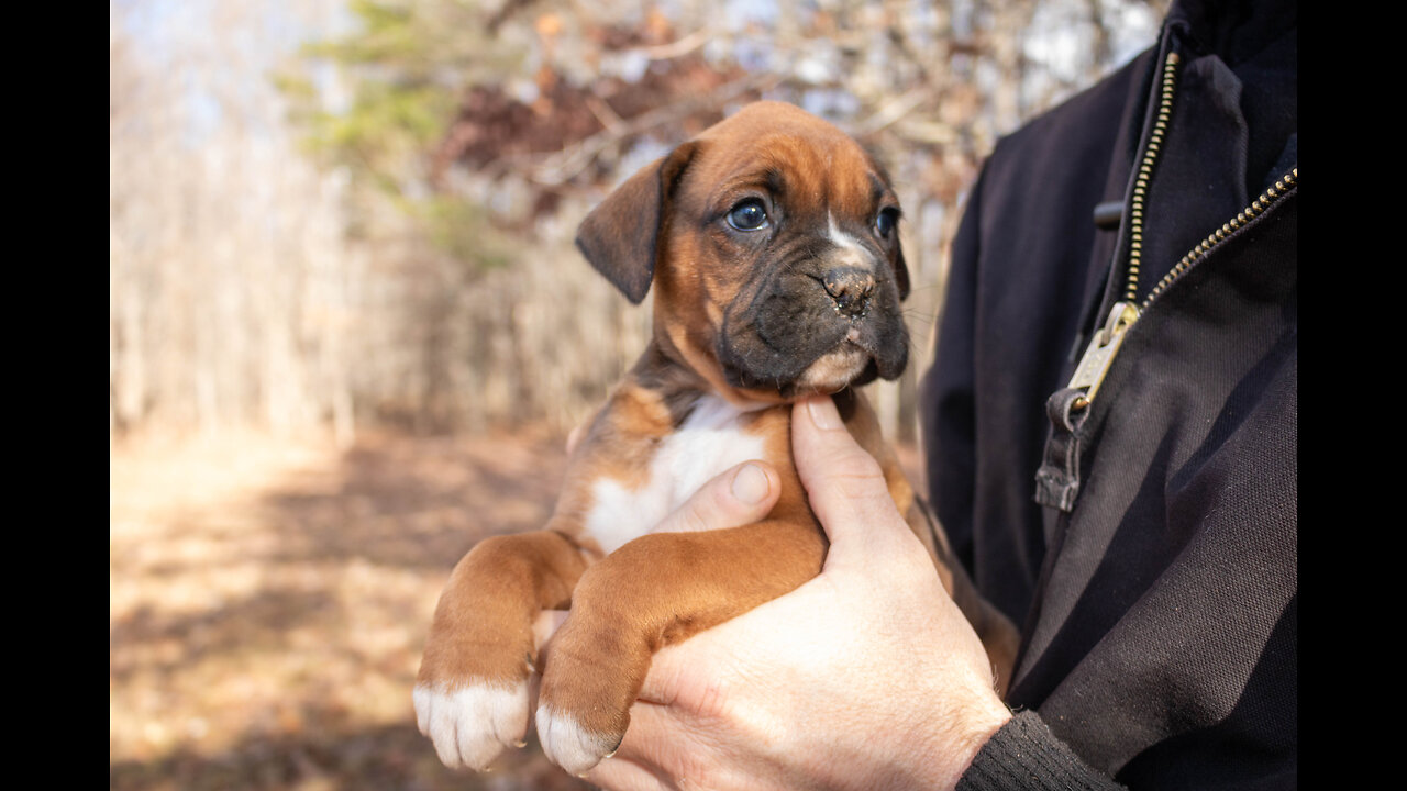 Boxer Puppies