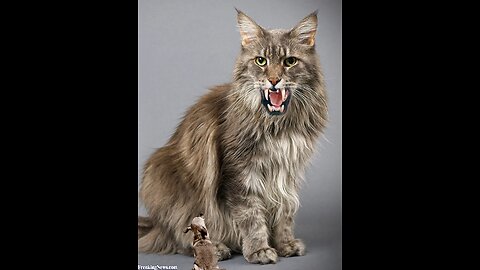Nayarit Ruffed Cat