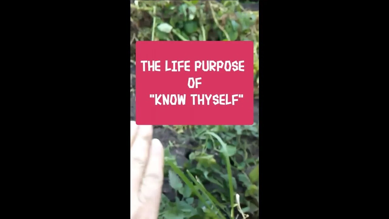 Morning Musings # 241 - The Life Purpose And Mission Of KNOW THYSELF. What Is My Purpose? 🎯