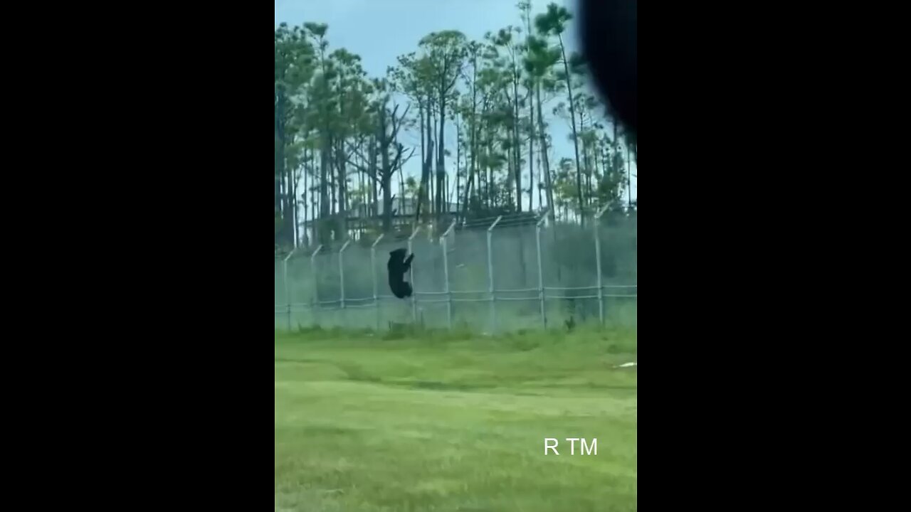 This is Truly amazing ;Bear climbs barbed wire fence at Florida Air Force base