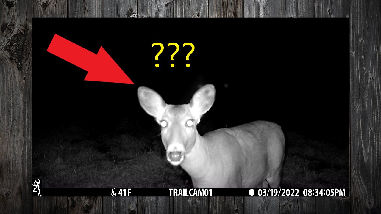 Deer Suspicious of Camera