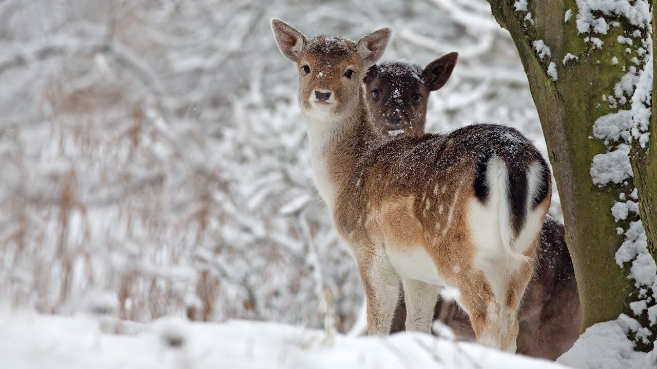 Beautiful Relaxing Music, Peaceful Soothing Instrumental Music, in 4k "Winter Wildlife" by jimmy2709