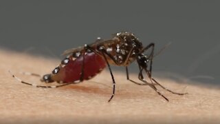 How to Survive One Trillion Mosquitoes