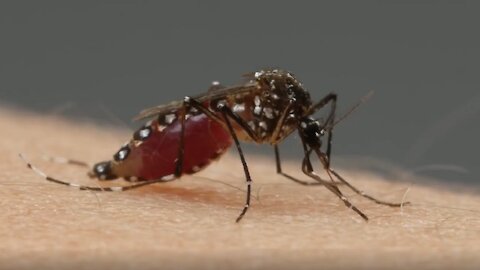 How to Survive One Trillion Mosquitoes
