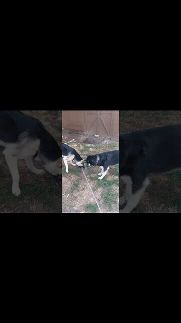 2 Shepskys Vs Evil Hose #shorts