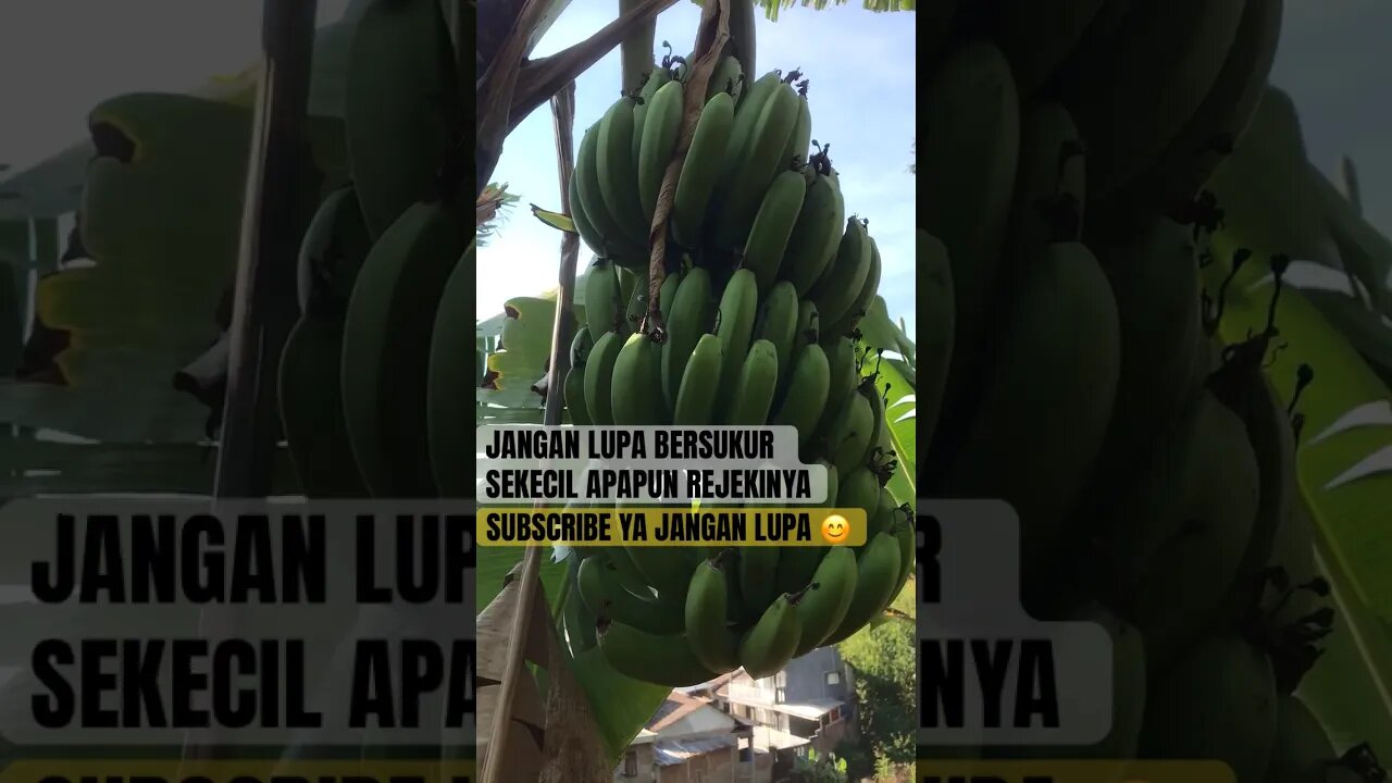 jangan lupa bersukur ya #quote #janganlupabersukur #shorts