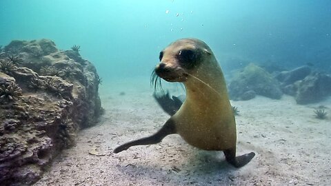 Underwater Nature & Marine Life | Stock Footage Showreel (Demo Reel) HD