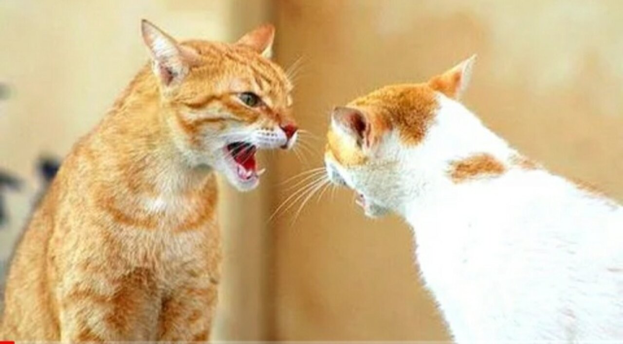 Funny Cats Arguing - Cats Talking To Each Other Compilation || NEW HD