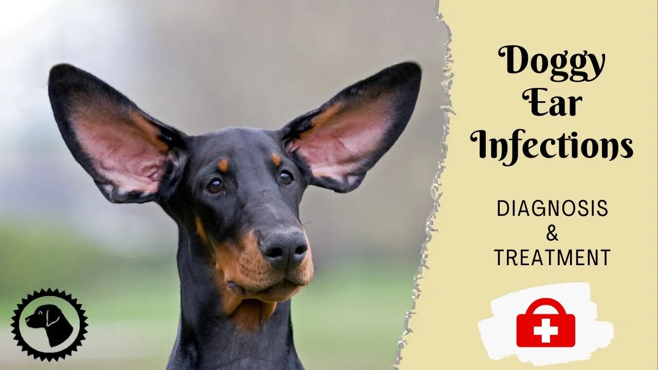 Frequent Dog Ear Infections | DOG HEALTH 🐶 Brooklyn's Corner