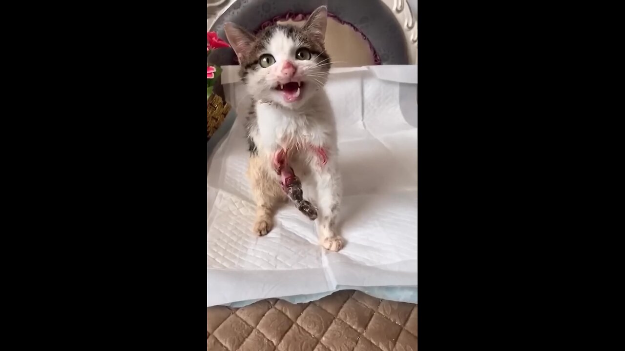 OMG I am so sorry for this cat his leg was injured so badly
