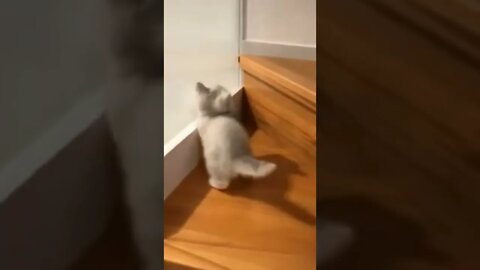 funny cat videos | cute cat videos| cute animals funny cats #shorts #shortsfunny #cutecat #funnycat