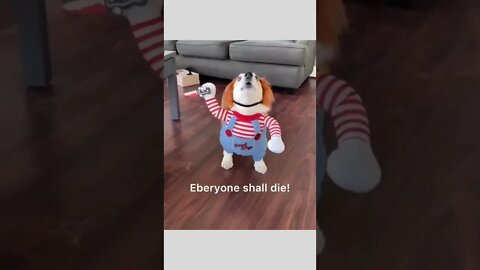 The killer 🐕🗡️😂🤣😂