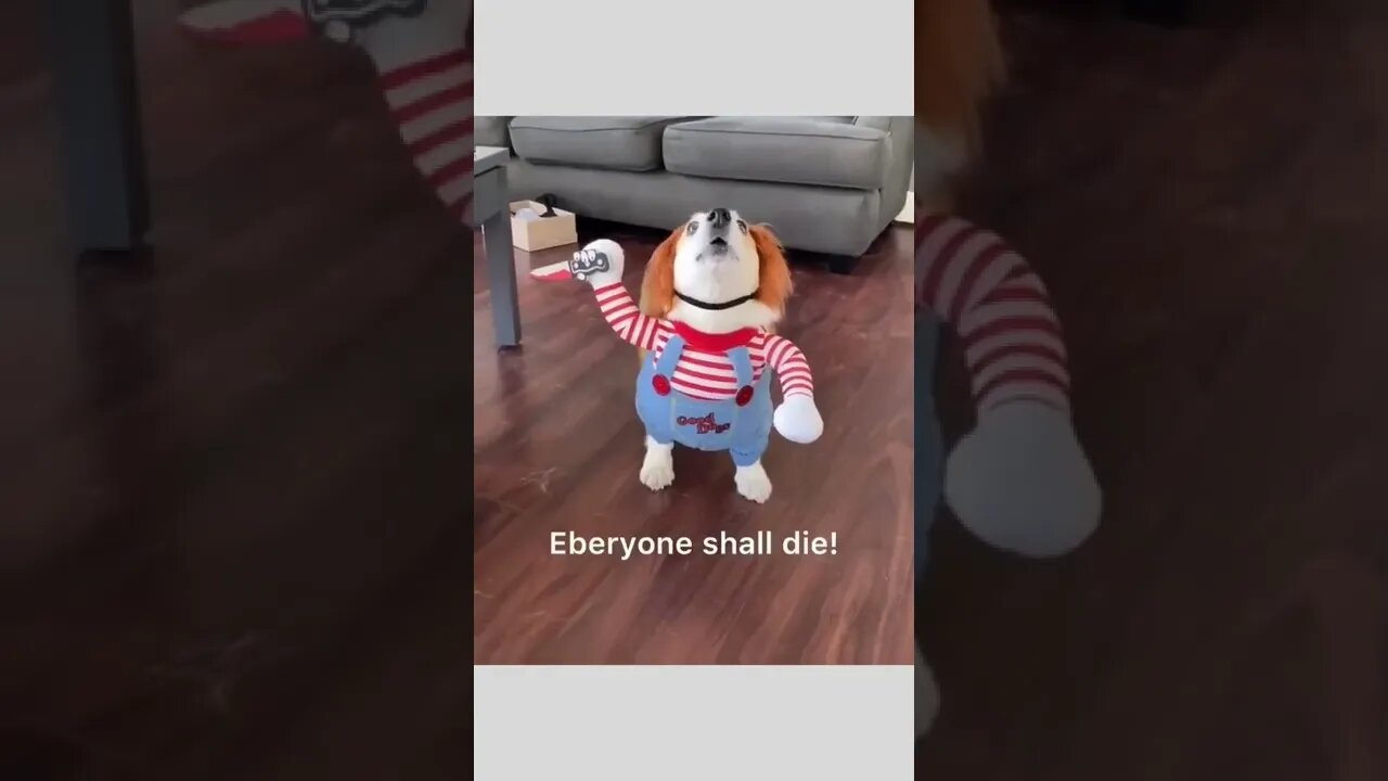 The killer 🐕🗡️😂🤣😂