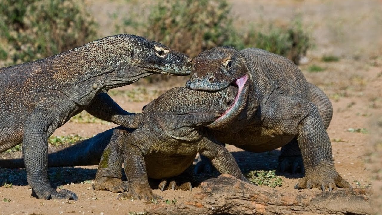 Komodo Dragon Cruelly Swallowed Other Komodos Alive