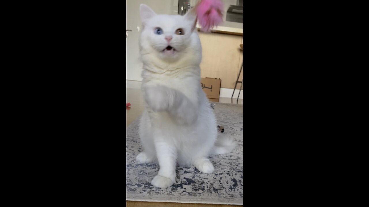 Cuteness Overload: Winter and His Toy #cute