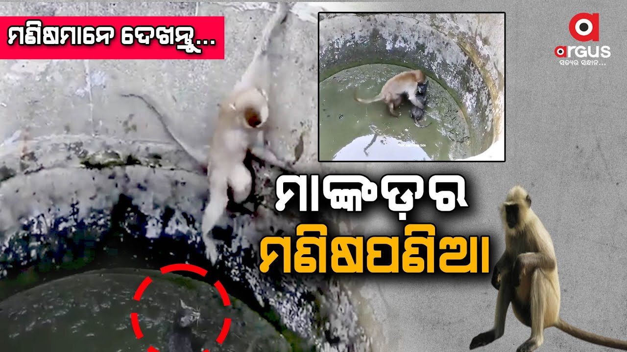 Monkey Rescues Cat From A Well by Hearing it Scream, Video Goes Viral