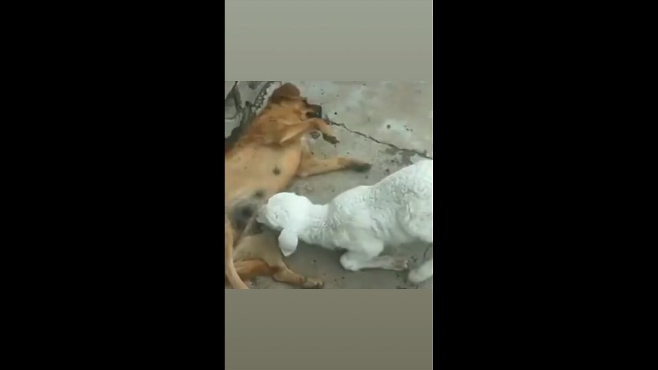 funny viral animal