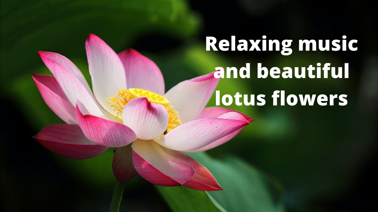 Relaxing music and beautiful lotus flowers