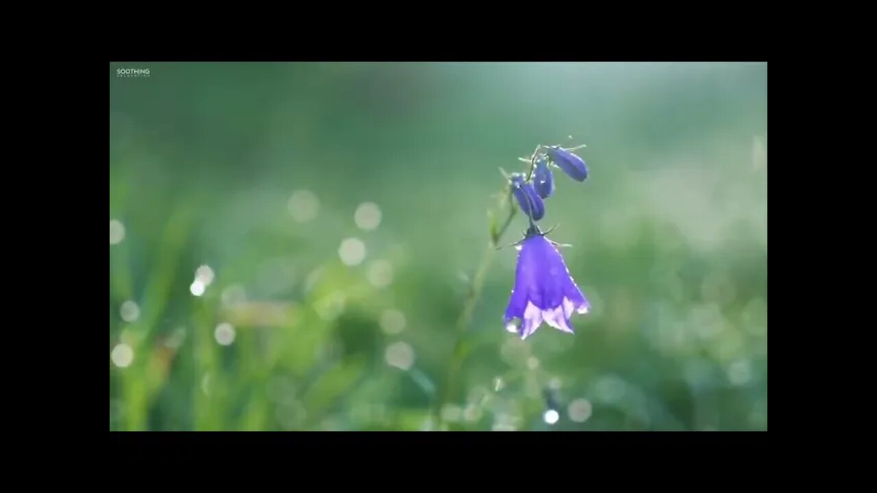 Beautiful Relaxing Nature Music Happy Maker Music (SUBSCRIBE FOR MORE)