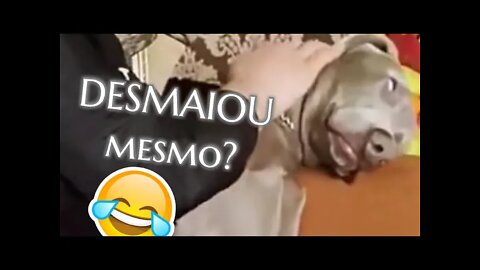 Tente não rir Compilado - cachorro desmaiou olha o porque....