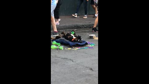 Drunk dog on Bourbon St.