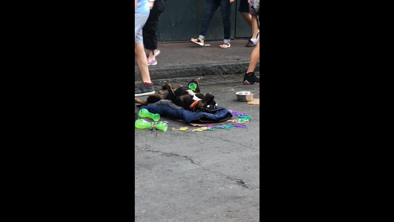 Drunk dog on Bourbon St.