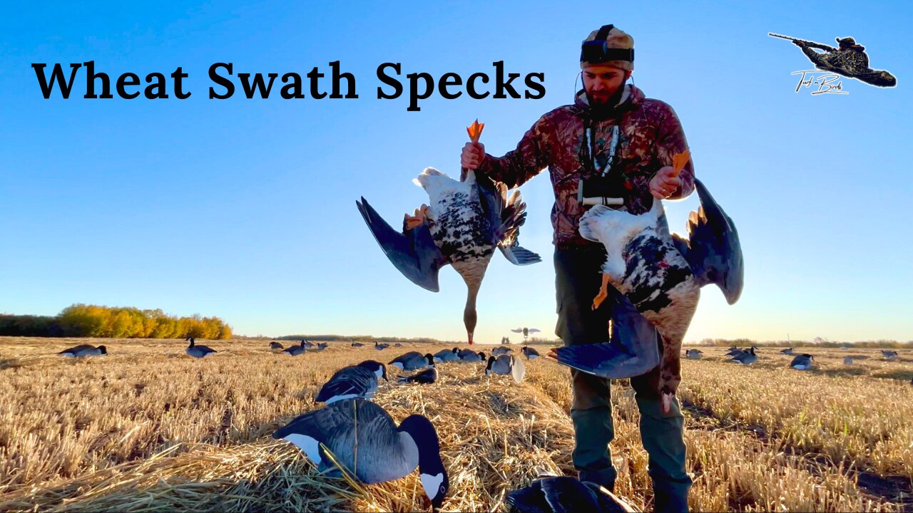 My First Specklebelly Goose Hunt