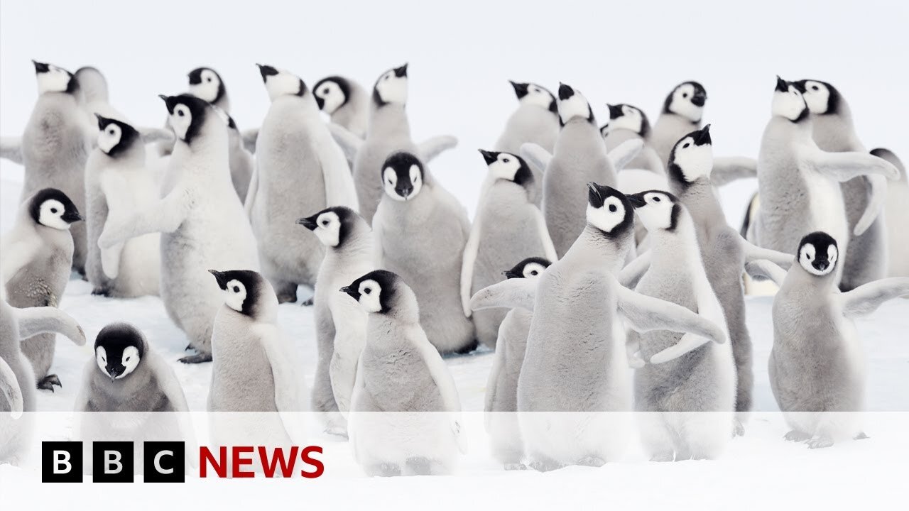 Thousands of emperor penguins killed in the Antarctic